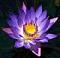 Pax
