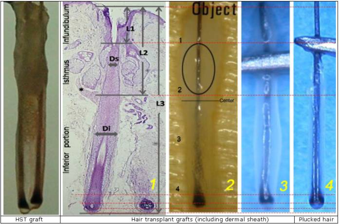 Click image for larger version

Name:	stem-cells.jpg

Size:	49.0 KB
ID:	19263