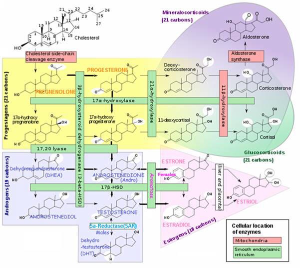 Click image for larger version

Name:	steroid_conversion_chart.jpg

Size:	94.1 KB
ID:	55266