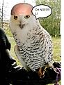 Click image for larger version

Name:	snowy owp.jpg
Views:	342
Size:	67.3 KB
ID:	432988