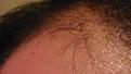 Click image for larger version

Name:	hair2.jpg
Views:	481
Size:	82.1 KB
ID:	433535