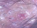 Click image for larger version

Name:	Pointed tip graft.jpg
Views:	746
Size:	15.8 KB
ID:	433640