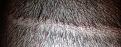 Click image for larger version

Name:	21 day upper scar.jpg
Views:	1361
Size:	108.5 KB
ID:	434296