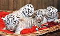 Click image for larger version

Name:	tiger.jpg
Views:	615
Size:	45.0 KB
ID:	435108