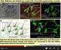 Click image for larger version

Name:	Shock-Fall-out.jpg
Views:	1093
Size:	55.5 KB
ID:	435203