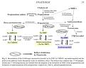 Click image for larger version

Name:	Fin-neurosteroids.jpg
Views:	284
Size:	18.0 KB
ID:	435277