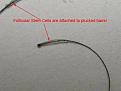 Click image for larger version

Name:	Plucked-Hairs.jpg
Views:	60386
Size:	54.2 KB
ID:	436329