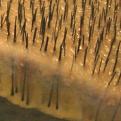 Click image for larger version

Name:	strip-grafts-2.jpg
Views:	1800
Size:	74.7 KB
ID:	436452