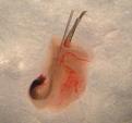 Click image for larger version

Name:	follicle.jpg
Views:	340
Size:	56.3 KB
ID:	436813