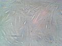 Click image for larger version

Name:	IMG_20110111_102630.jpg
Views:	440
Size:	85.9 KB
ID:	436916