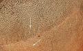 Click image for larger version

Name:	strip-hair-direction-gradation.jpg
Views:	418
Size:	101.7 KB
ID:	437254