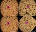 hairs-dots.jpg