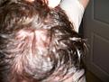 Click image for larger version

Name:	Top of Head 2.jpg
Views:	545
Size:	83.5 KB
ID:	450848