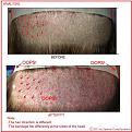 Click image for larger version

Name:	Fig4--Burns 2010--700x700--C--Analysis.jpg
Views:	612
Size:	74.9 KB
ID:	453040