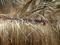 Click image for larger version

Name:	day of surgery 02.jpg
Views:	434
Size:	76.1 KB
ID:	454316
