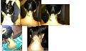 Click image for larger version

Name:	Collages.jpg
Views:	586
Size:	85.4 KB
ID:	454615