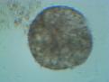 Click image for larger version

Name:	IMG_20110111_103350.jpg
Views:	569
Size:	107.2 KB
ID:	463263