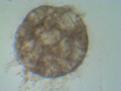 Click image for larger version

Name:	IMG_20110111_103505.jpg
Views:	478
Size:	102.2 KB
ID:	463265