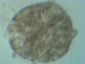 Click image for larger version

Name:	IMG_20110111_103610.jpg
Views:	470
Size:	96.4 KB
ID:	463266