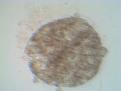 Click image for larger version

Name:	IMG_20110111_103733.jpg
Views:	395
Size:	94.7 KB
ID:	463268