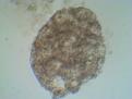 Click image for larger version

Name:	IMG_20110111_103841.jpg
Views:	401
Size:	91.7 KB
ID:	463269