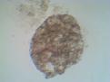 Click image for larger version

Name:	IMG_20110111_103900.jpg
Views:	437
Size:	94.9 KB
ID:	463270