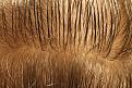 Click image for larger version

Name:	back closeup.jpg
Views:	1283
Size:	101.6 KB
ID:	475218