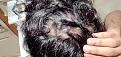 Click image for larger version

Name:	hair3.jpg
Views:	307
Size:	93.8 KB
ID:	488331