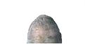 Click image for larger version

Name:	Crown1.jpg
Views:	129
Size:	8.1 KB
ID:	499448